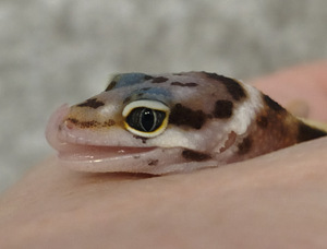 Gekko (2 foto / 2)
