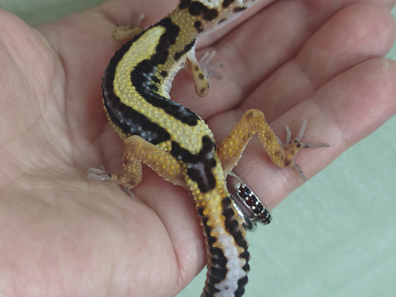 Gekko
