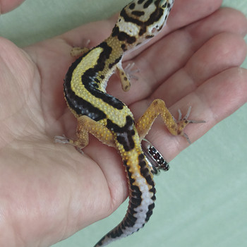 Gekko