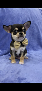 Chihuahua (1 foto no 6)