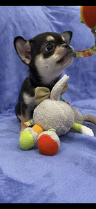 Chihuahua (2 foto no 6)