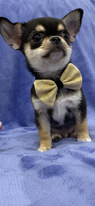 Chihuahua (3 foto no 6)