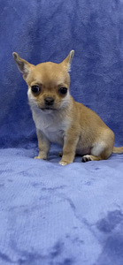 Chihuahua (4 foto no 6)