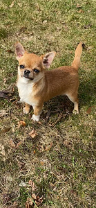 Chihuahua (5 foto no 6)