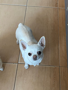 Chihuahua (6 foto no 6)