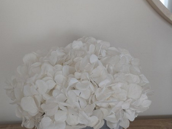Blumin hortensia