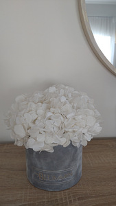 Blumin hortensia (1 foto / 1)