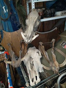 Trofee (1 foto / 1)