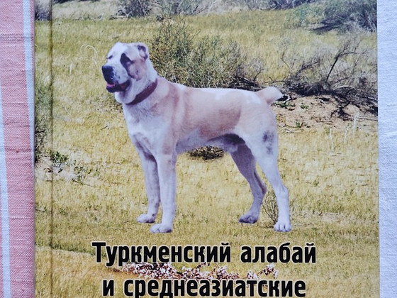 Туркменский алабай и среднеазиатские овчарки