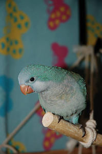Mungatibud (4 foto / 7)