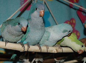 Mungatibud (7 foto / 7)