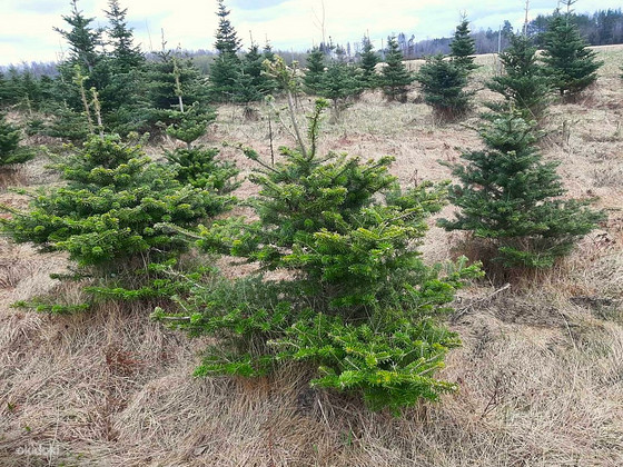 Korea nulg (Abies Koreana) 80-200cm