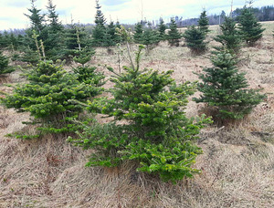Пихта корейская (Abies Koreana) 80-200см (1 фото из 5)