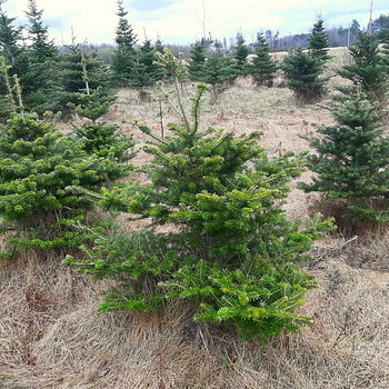 Korea nulg (Abies Koreana) 80-200cm