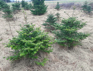 Пихта корейская (Abies Koreana) 80-200см (2 фото из 5)