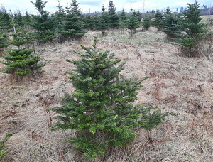 Пихта корейская (Abies Koreana) 80-200см (3 фото из 5)
