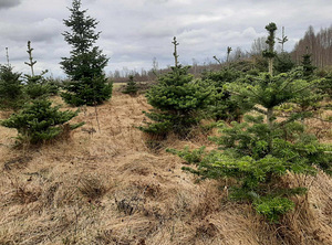 Пихта корейская (Abies Koreana) 80-200см (4 фото из 5)