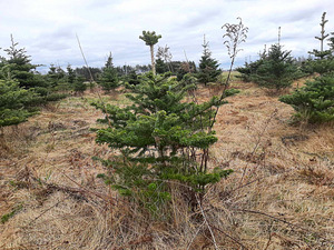 Пихта корейская (Abies Koreana) 80-200см (5 фото из 5)