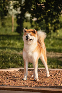 Akita inu suniukai (1 nuotrauka iš 6)