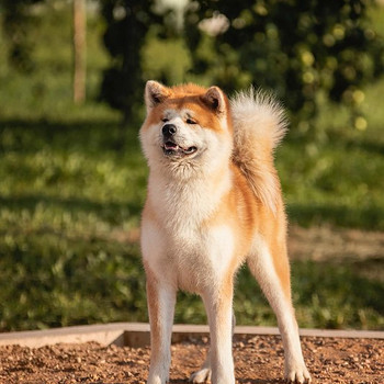 Akita inu suniukai