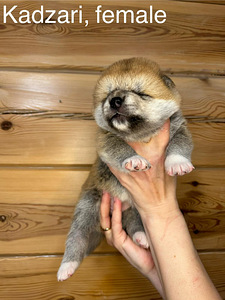 Akita inu suniukai (4 nuotrauka iš 6)