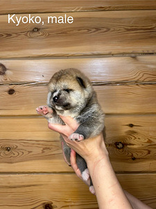 Akita inu suniukai (5 nuotrauka iš 6)