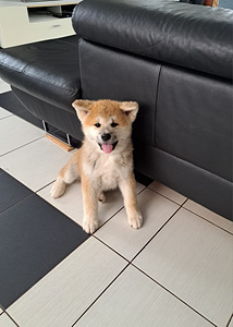 Akita inu (4 foto no 10)