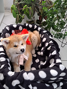 Akita inu (5 foto no 10)