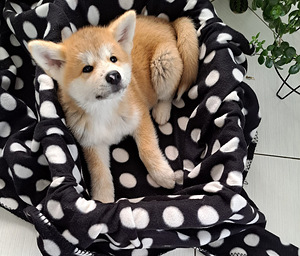 Akita inu (6 foto no 10)