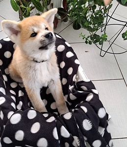 Akita inu (7 foto no 10)
