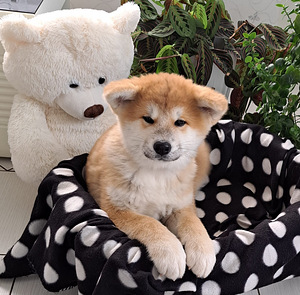 Akita inu (8 foto no 10)