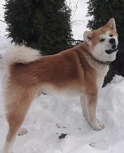 Akita inu (9 foto no 10)