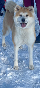 Akita inu (10 foto no 10)