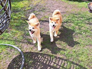 Akita inu (1 foto no 10)