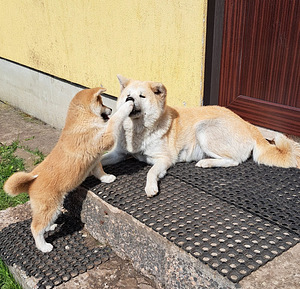 Akita inu (2 foto no 10)