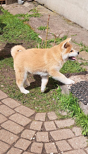 Akita inu (3 foto no 10)