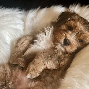 Havanese bišons