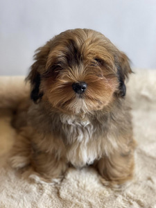 Havanese bišons (2 foto no 10)
