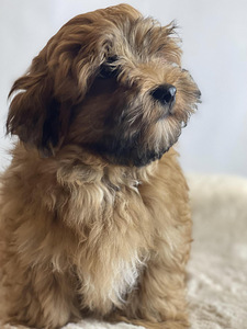 Havanese bišons (3 foto no 10)