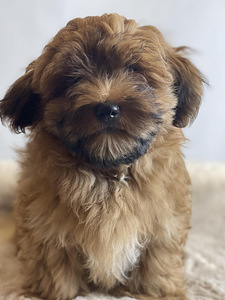 Havanese bišons (4 foto no 10)