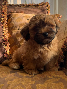 Havanese bišons (5 foto no 10)