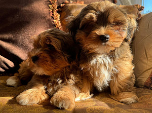 Havanese bišons (6 foto no 10)