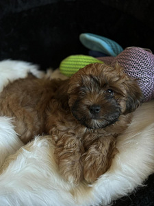 Havanese bišons (7 foto no 10)