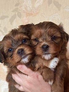 Havanese bišons (8 foto no 10)