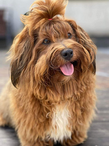 Havanese bišons (9 foto no 10)