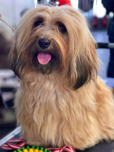 Havanese bišons (10 foto no 10)