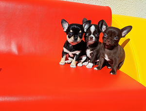 CHIHUAHUA (1 foto no 7)