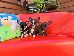 CHIHUAHUA (2 foto no 7)