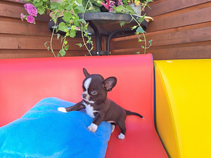 CHIHUAHUA (3 foto no 7)