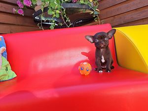 CHIHUAHUA (4 foto no 7)